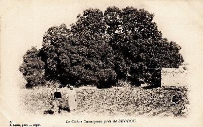 Sebdou-CheneCavaignac