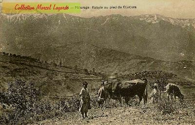 Paturage-Kabyle