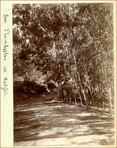 Kabylie-Eucalyptus